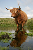 COW 02 WF0004 01
Highland Cow Walking In Shallow Water
