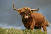 COW 02 WF0006 01
Highland Cattle Bull Standing On Pasture
