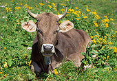 COW 02 WF0008 01
Allgauer Brown Cow Laying In Grass And Wildflowers