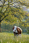 COW 02 KH0001 01
Simmental Cow Standing In Pasture Under Tree