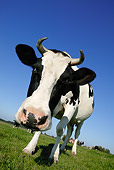 COW 02 KH0008 01
Close-Up Of Holstein Cow Standing In Pasture
