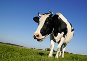 COW 02 KH0009 01
Holstein Cow Standing In Pasture