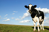 COW 02 KH0010 01
Holstein Cow Standing In Pasture