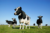 COW 02 KH0013 01
Herd Of Holstein Cows Standing In Pasture