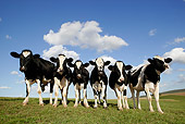 COW 02 KH0014 01
Herd Of Holstein Cows Standing In Pasture