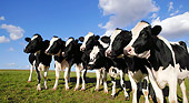 COW 02 KH0015 01
Herd Of Holstein Cows Standing In Pasture