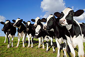 COW 02 KH0016 01
Herd Of Holstein Cows Standing In Pasture