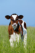 COW 02 KH0017 01
Holstein Calf Standing In Pasture