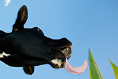 COW 02 KH0018 01
Close-Up Of Holstein Cow Licking Leaf