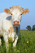 COW 02 KH0019 01
Close-Up Of Charolais Cow Standing In Pasture