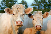 COW 02 KH0020 01
Close-Up Of Charolais Cows Standing In Pasture