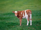 COW 02 KH0024 01
Icelandic Calf Standing In Pasture