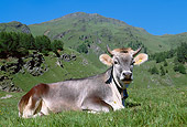 COW 02 KH0025 01
Tyrolian Grey Cow Laying In Alpine Meadow Austria