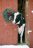 COW 02 LS0002 01
Holstein Cow Poking Head Out Of Red Barn By Christmas Wreath