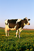 COW 02 LS0003 01
Portrait Of Holstein Cow Standing In Field Blue Sky