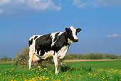 COW 02 LS0004 01
Portrait Of Holstein Cow Standing In Field Blue Sky