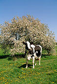 COW 02 LS0005 01
Portrait Of Holstein Cow Standing In Field By Tree In Blossom Blue Sky