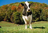 COW 02 LS0006 01
Portrait Of Holstein Cow Standing In Field By Autumn Trees Blue Sky