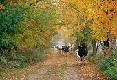COW 02 LS0009 01
Herd Of Holstein Cows Walking Along Country Road By Autumn Trees