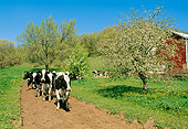 COW 02 LS0010 01
Herd Of Holstein Cows Walking Along Dirt Lane By Blossoming Trees