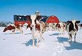 COW 02 LS0013 01
Herd Of Ayrshire Cattle Standing On Snow By Barn Blue Sky