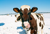 COW 02 LS0014 01
Ayrshire Cattle Standing On Snow Blue Sky