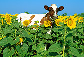 COW 02 LS0015 01
Ayrshire Cow Standing In Field Of Sunflowers Blue Sky
