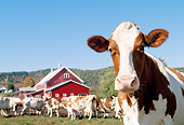 COW 02 LS0016 01
Herd Of Ayrshire Cattle Standing By Red Barn Blue Sky Autumn