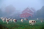 COW 02 LS0017 01
Herd Of Ayrshire Cattle Walking By Red Barn In Fog
