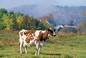 COW 02 LS0018 01
Ayrshire Cow Standing In Field By Red Barn And Autumn Trees