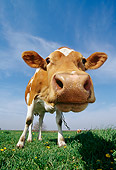 COW 02 LS0019 01
Wide Angle Head Shot Of Guernsey Cow Looking At Camera In Pasture Blue Sky