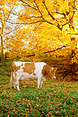 COW 02 LS0020 01
Guernsey Cow Standing In Pasture Under Autumn Tree