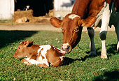 COW 02 LS0021 01
Guernsey Cow Licking Calf Laying On Grass By Barn