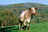 COW 02 LS0023 01
Milking Shorthorn Cow Standing On Hillside By Autumn Trees