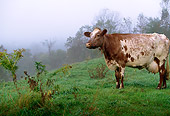 COW 02 LS0024 01
Milking Shorthorn Cow Standing On Hillside In Fog By Autumn Trees