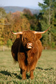 COW 02 LS0026 01
Highland Cattle Standing In Pasture Facing Camera By Trees