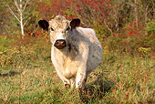 COW 02 LS0028 01
Galloway Cow Standing Facing Camera In Field