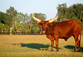 COW 02 LS0030 01
Ankole Cow Standing In Pasture By Trees