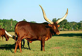 COW 02 LS0031 01
Ankole Cow Standing In Pasture By Trees