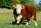 COW 02 LS0032 01
Hereford Bull Standing On Pasture By Trees
