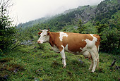 COW 02 LS0033 01
Simmental Cow Standing On Hillside Pasture By Trees In Fog Switzerland