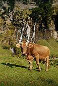 COW 02 LS0034 01
Brown Swiss Cow Standing On Hillside Pasture By Trees Switzerland