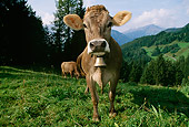 COW 02 LS0035 01
Brown Swiss Cow Standing On Hillside Pasture By Trees Mountain Switzerland