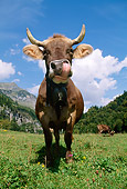 COW 02 LS0036 01
Brown Swiss Cow Standing On Pasture By Trees Mountain Switzerland