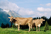COW 02 LS0038 01
Two Brown Swiss Cows Standing On Hillside Pasture By Trees Mountain Switzerland