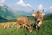 COW 02 LS0039 01
Brown Swiss Cows Grazing In Hillside Pasture By Mountain Switzerland