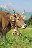 COW 02 LS0040 01
Brown Swiss Cows Grazing In Hillside Pasture By Mountain Switzerland