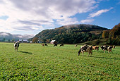 COW 02 LS0042 01
Holstein Cattle Grazing In Pasture By Hills Blue Sky