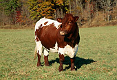 COW 02 LS0043 01
Pinzgauer Cow Standing In Pasture