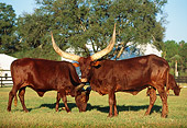 COW 02 LS0044 01
Ankole Cattle Grazing In Pasture By Trees
